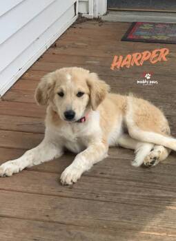 Harper -  Great Pyrenees Dog for Adoption in Council Bluffs, Iowa - Harper | PetCurious