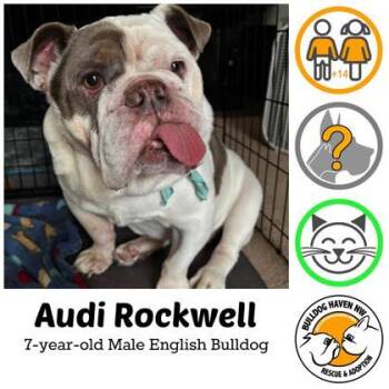Rescue English Bulldog Dogs for Adoption in Bonney Lake, Washington - AUDI ROCKWELL | PetCurious