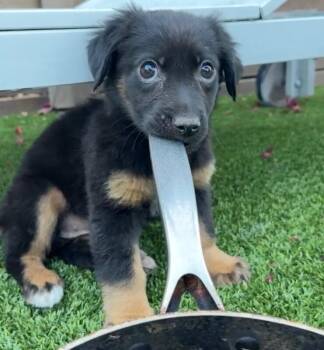 Dachshund and Shepherd Dogs Available for Adoption in Los Angeles, California - Emerald | PetCurious