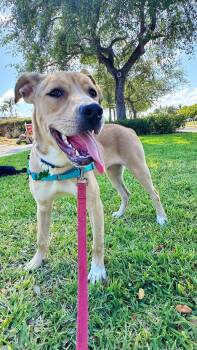 Rescue Terrier Dogs for Adoption in Pompano Beach, Florida - Boston | PetCurious