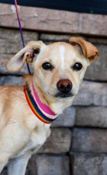 Chihuahua and Terrier Dogs Available for Adoption in Yakima, Washington - Tulip | PetCurious