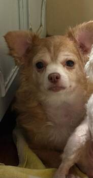 Charlie -  Pomeranian Dog for Adoption in Panama City, Florida - Charlie | PetCurious