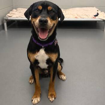 Chuckles -  Mixed Breed Dog for Adoption in Wheeling, Illinois - Chuckles | PetCurious