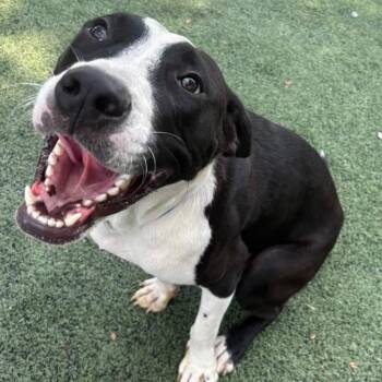 Prince -  American Bulldog Dog for Adoption in Brentwood, Tennessee - Prince | PetCurious