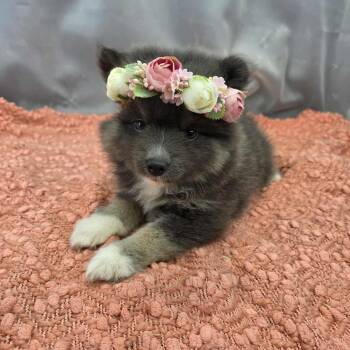 Chihuahua and Pomeranian Dogs Available for Adoption in Foley, Alabama - Casey | PetCurious