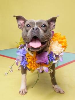 DIAMOND -  American Bulldog and Mixed Breed Dog for Adoption in Atlanta, Georgia - DIAMOND | PetCurious