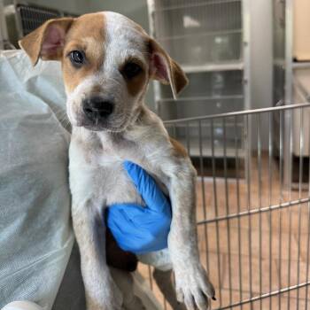 Maple Pecan -  Mixed Breed Dog for Adoption in Saint Charles, Missouri - Maple Pecan | PetCurious