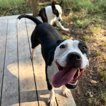Millie -  Pit Bull Terrier Dog for Adoption in West Memphis, Arkansas - Millie | PetCurious