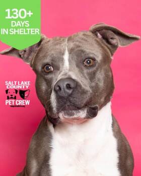 *Moshi* -  Pit Bull Terrier Dog for Adoption in Salt Lake City, Utah - *Moshi* | PetCurious