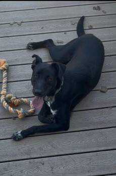 Rescue German Shepherd Dog Dogs for Adoption in Grafton, Massachusetts - Delaney | PetCurious