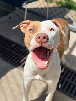 Pit Bull Terrier Dogs Available for Adoption in Chicago, Illinois - Senorita | PetCurious