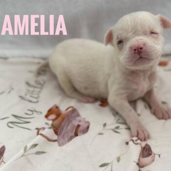 Amelia -  Australian Cattle Dog Blue Heeler and Mixed Breed Dog for Adoption in Eureka, California - Amelia | PetCurious