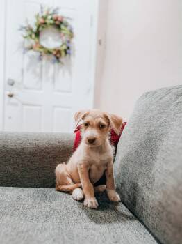 Terrier Dogs Available for Adoption - Wren | PetCurious