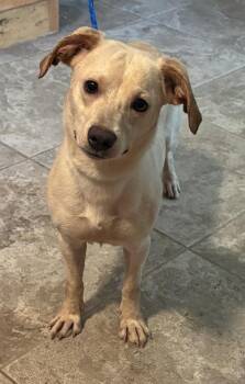 Fira -  Mixed Breed and Corgi Dog for Adoption in Brookshire, Texas - Fira | PetCurious