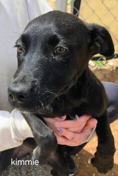 Lol-Kimmie -  Black Labrador Retriever Dog for Adoption in Billings, Montana - Lol-Kimmie | PetCurious