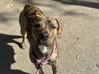 Rescue Mixed Breed Dogs for Adoption in New York, New York - Cookie | PetCurious