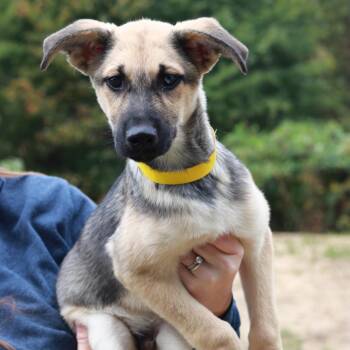 CT Orzo -  Shepherd and Husky Dog for Adoption in Eastford, Connecticut - CT Orzo | PetCurious