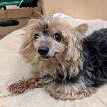 Olaf -  Mixed Breed Dog for Adoption in Asheville, North Carolina - Olaf | PetCurious