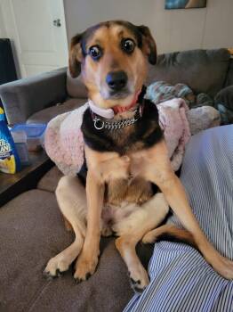 Rescue German Shepherd Dog Dogs for Adoption in Greater Sudbury, Ontario - Peanut | PetCurious