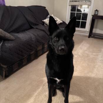 Loki -  German Shepherd Dog and Siberian Husky Dog for Adoption in Charlotte, North Carolina - Loki | PetCurious