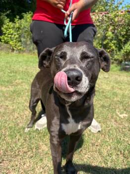 Boo -  Mixed Breed Dog for Adoption in Winnsboro, South Carolina - Boo | PetCurious