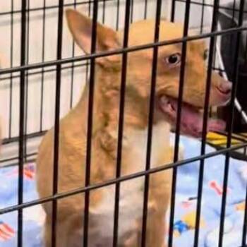 Laverne -  Mixed Breed Dog Available for Adoption in Jeffersonville, Indiana - Laverne | PetCurious