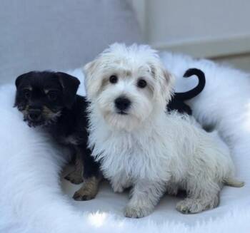 Dachshund and Yorkshire Terrier Dogs Available for Adoption - Remie | PetCurious