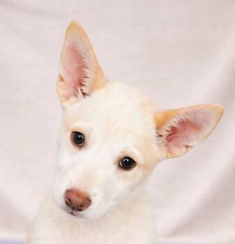 Terrier Dogs Available for Adoption in Newport, Tennessee - Alysheba | PetCurious