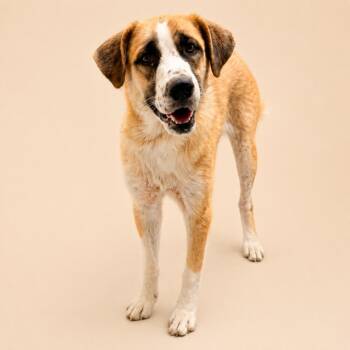 Layla -  Husky and Mixed Breed Dog for Adoption in Concord, North Carolina - Layla | PetCurious