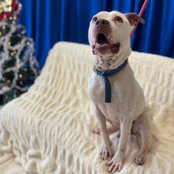 Devo -  Mixed Breed Dog Available for Adoption in Mentor, Ohio - Devo | PetCurious