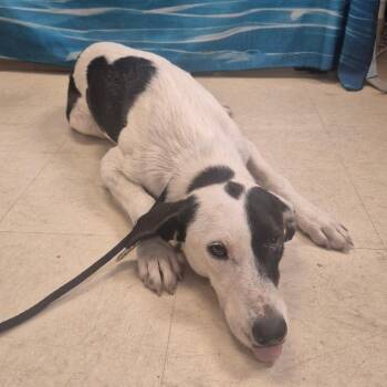 Bayou -  Mixed Breed Dog for Adoption in Lake Panasoffkee, Florida - Bayou | PetCurious
