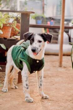 Julian -  Australian Shepherd and Terrier Dog for Adoption in San Diego, California - Julian | PetCurious