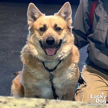 Rescue Shepherd Dogs for Adoption in Washington, District Of Columbia - Riot | PetCurious