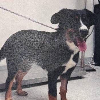 Boone -  Australian Shepherd and Mixed Breed Dog for Adoption in Wilmington, Delaware - Boone | PetCurious