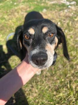 Mitzi -  Beagle Dog for Adoption in Valparaiso, Indiana - Mitzi | PetCurious