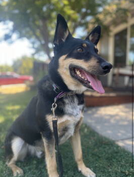 Rescue Australian Kelpie and Australian Cattle Dog Blue Heeler Dogs for Adoption in Milpitas, California - Snickers | PetCurious