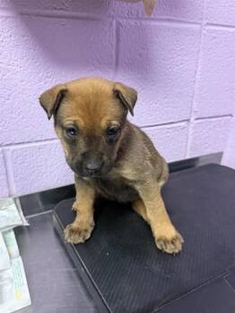 Mixed Breed Dogs Available for Adoption - 60576513 | PetCurious