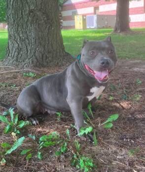 Blue -  Pit Bull Terrier Dog for Adoption in Springfield, Illinois - Blue | PetCurious