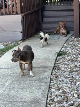 Lil Worm -  Pit Bull Terrier and American Bulldog Dog for Adoption in Austin, Texas - Lil Worm | PetCurious
