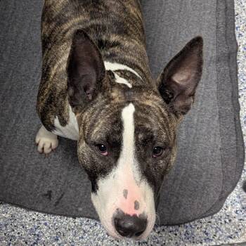 Rescue Bull Terrier Dogs for Adoption in Greenville, South Carolina - Bella | PetCurious