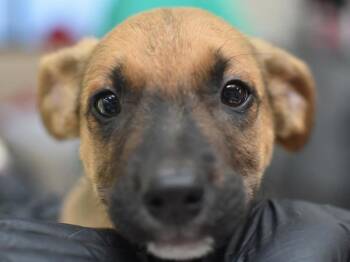 Fremont -  Pit Bull Terrier and Labrador Retriever Dog for Adoption in Portland, Oregon - Fremont | PetCurious