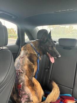 Sparta located in California -  Belgian Shepherd Malinois Dog for Adoption in Imlay City, Michigan - Sparta Located In California | PetCurious