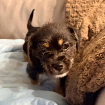 Cremini -  Chihuahua and Shih Tzu Dog Available for Adoption - Cremini | PetCurious
