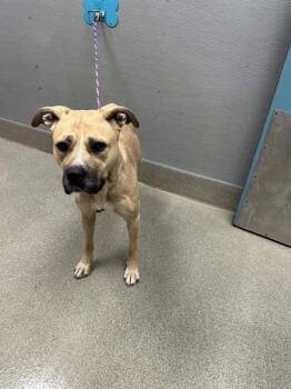 HALLOW -  German Shepherd Dog Dog for Adoption in Las Vegas, Nevada - HALLOW | PetCurious