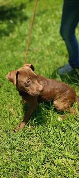 Wilma -  American Staffordshire Terrier and American Bulldog Dog for Adoption in Albany, Georgia - Wilma | PetCurious