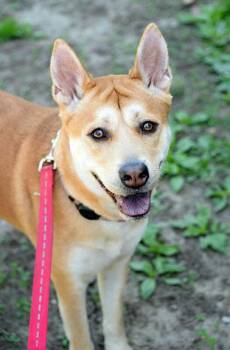 Isabella (aka Izzy aka French Fry) -  Shiba Inu and Mixed Breed Dog for Adoption in Fort Leavenworth, Kansas - Isabella (aka Izzy Aka French Fry) | PetCurious