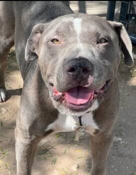 Pit Bull Terrier and Mixed Breed Dogs Available for Adoption in Houston, Texas - Tank | PetCurious