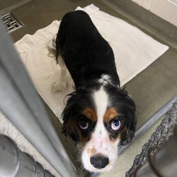 71073 -  Cavalier King Charles Spaniel and Cocker Spaniel Dog Available for Adoption in Harrisonburg, Virginia - 71073 | PetCurious