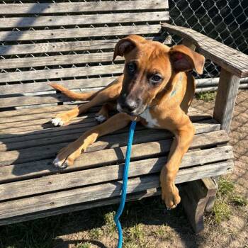 Nelson -  Black Mouth Cur and Labrador Retriever Dog for Adoption in Canton, Illinois - Nelson | PetCurious
