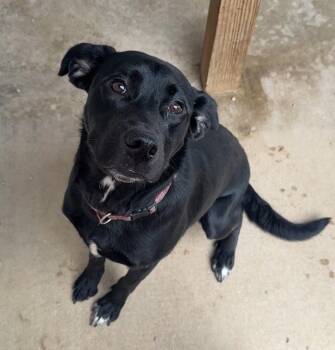ANNIE -  Labrador Retriever Dog for Adoption in Rochester, Indiana - ANNIE | PetCurious